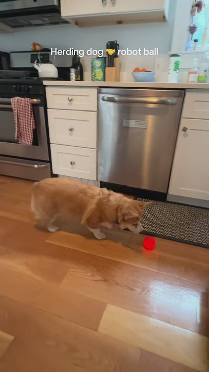 Chewva Toys™ Bounce Buddy